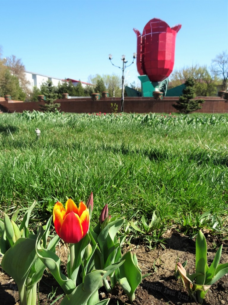 Tulipe jaune devant fontaine tulipe