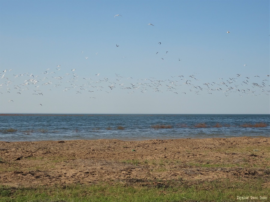 Koksarai lake_Birds