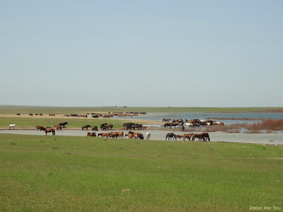 Koksaray Reservoir_Horses