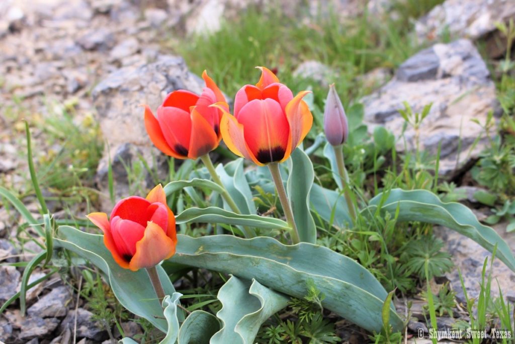 L’attribut alt de cette image est vide, son nom de fichier est Tulipa-alberti-karatau_Sud-du-Kazakhstan-1024x683.jpg.