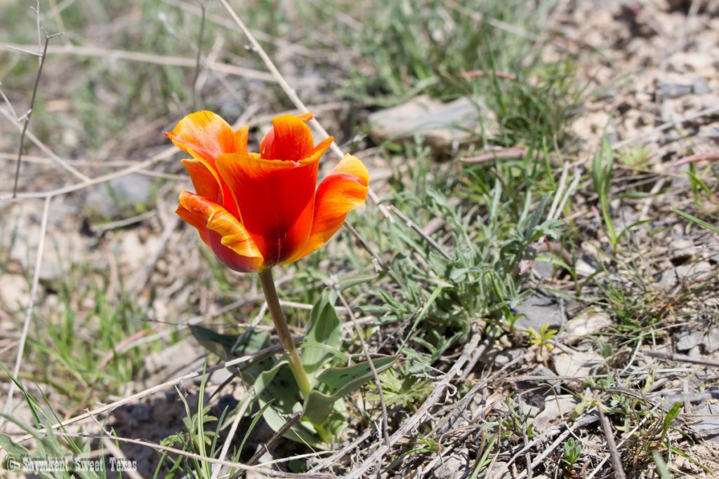 L’attribut alt de cette image est vide, son nom de fichier est Tulipa-greigii-sauvage_Sud-du-Kazakhstan-1024x683.jpg.
