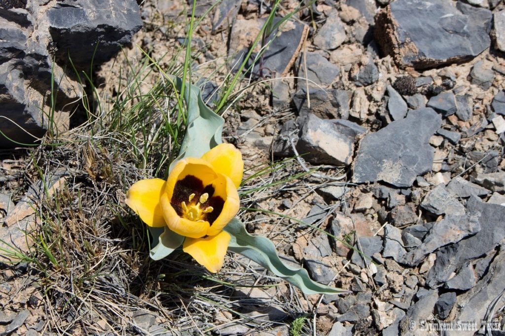 L’attribut alt de cette image est vide, son nom de fichier est Tulipe-alberta-karatau-sauvage_Montagnes-de-Karatau_Kazakhstan-1024x682.jpg.