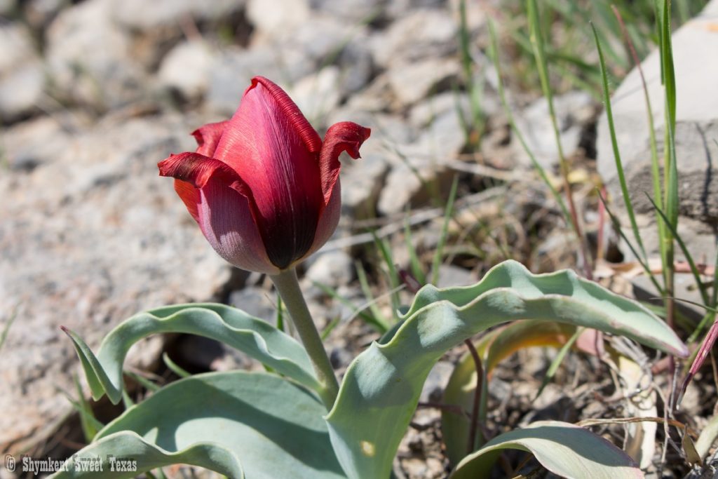 L’attribut alt de cette image est vide, son nom de fichier est Tulipe-dAlbert-Regel-Karatau-sauvage_Réserve-de-Karatau_Kazakhstan-1024x683.jpg.